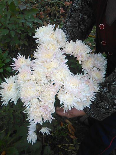 IMG_20141115_094908 - crizanteme si tufanele