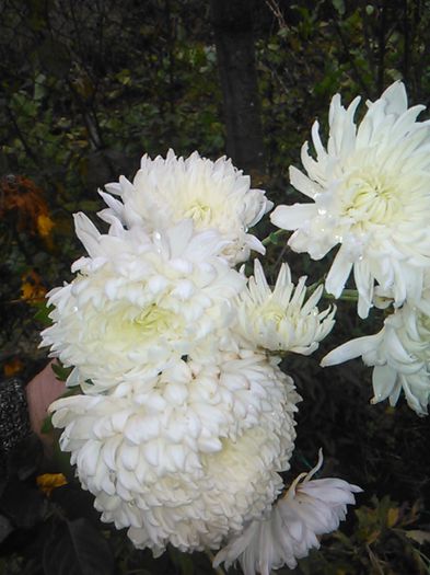 IMG_20141115_094947 - crizanteme si tufanele