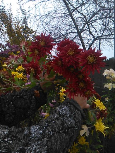 IMG_20141115_095255 - crizanteme si tufanele