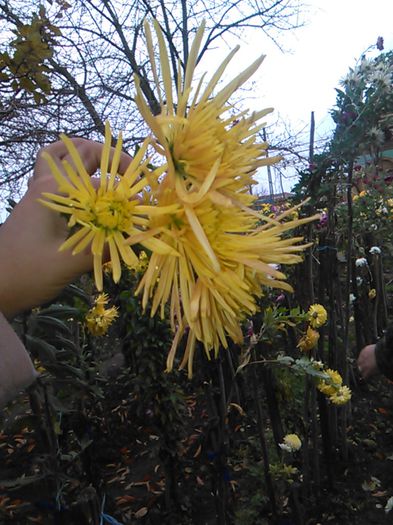 IMG_20141115_095330 - crizanteme si tufanele