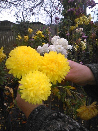 IMG_20141115_095334 - crizanteme si tufanele