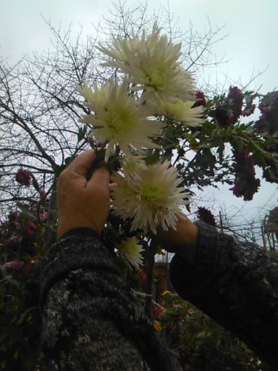 IMG_20141115_095346 - crizanteme si tufanele