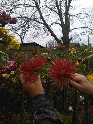 IMG_20141115_095418 - crizanteme si tufanele