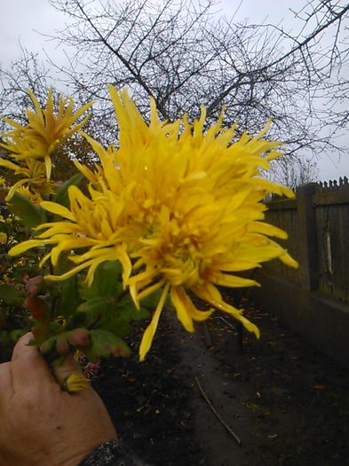 IMG_20141115_095544 - crizanteme si tufanele