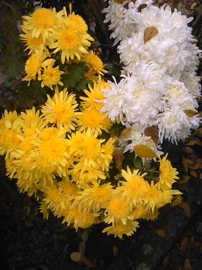 IMG_20141115_094627 - crizanteme si tufanele
