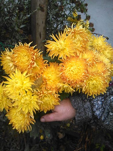 IMG_20141115_094647 - crizanteme si tufanele