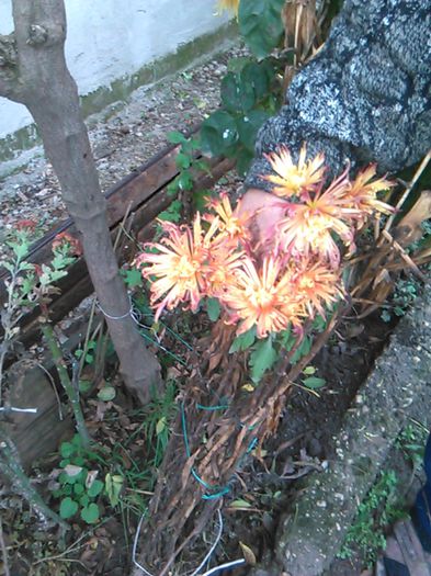IMG_20141115_094722 - crizanteme si tufanele