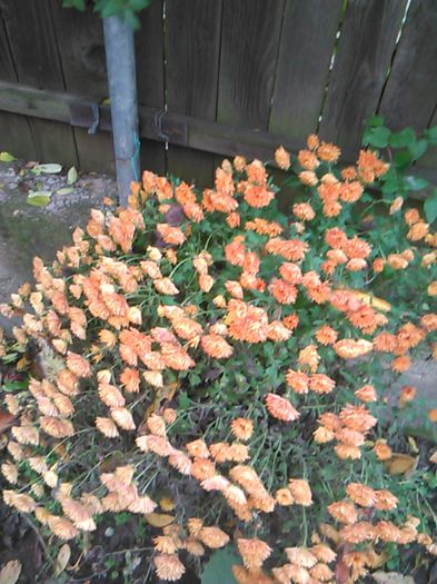IMG_20141115_094843 - crizanteme si tufanele