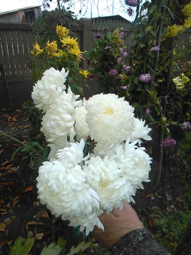 IMG_20141115_095339 - crizanteme si tufanele
