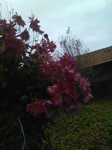 IMG_20141115_095746 - crizanteme si tufanele