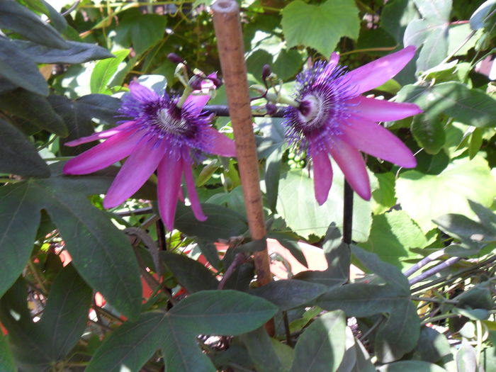 SAM_0404 - PASSIFLORA