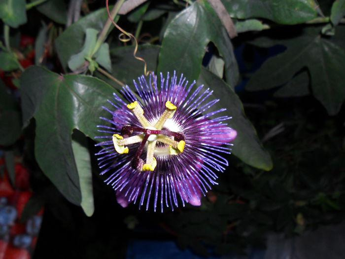 SAM_0508 - PASSIFLORA