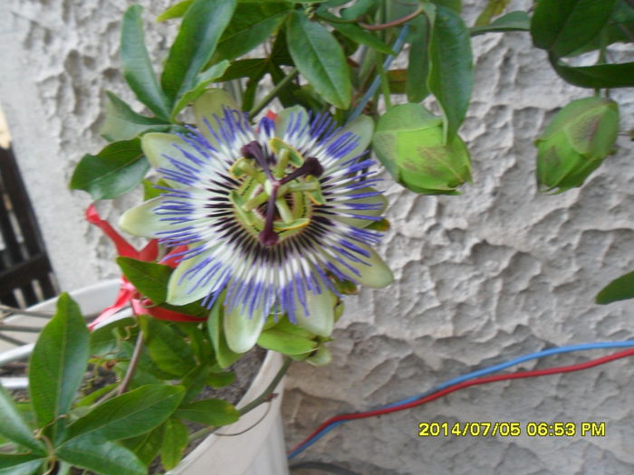 SAM_6637 - PASSIFLORA