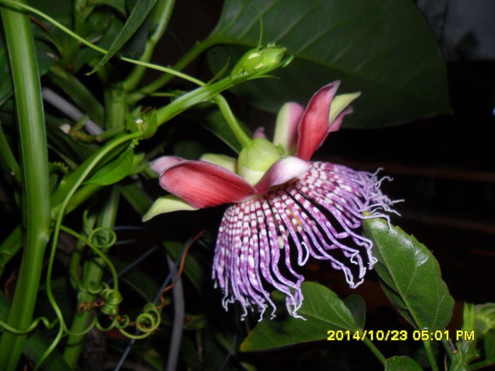 SAM_7427 - PASSIFLORA