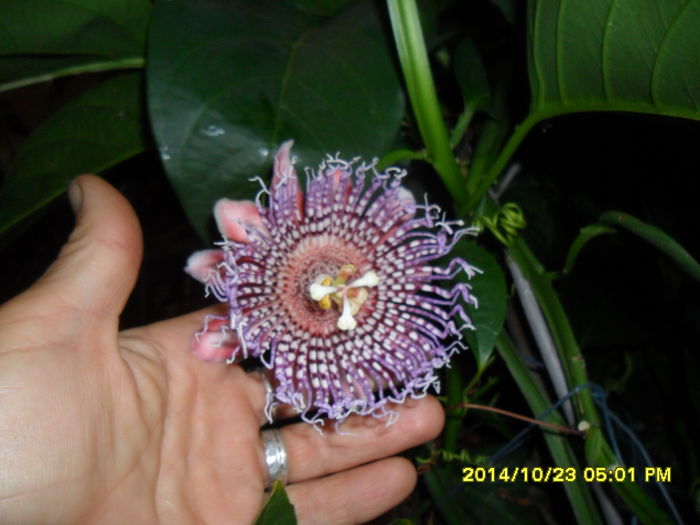 SAM_7429 - PASSIFLORA