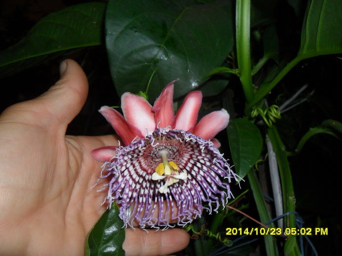 SAM_7430 - PASSIFLORA