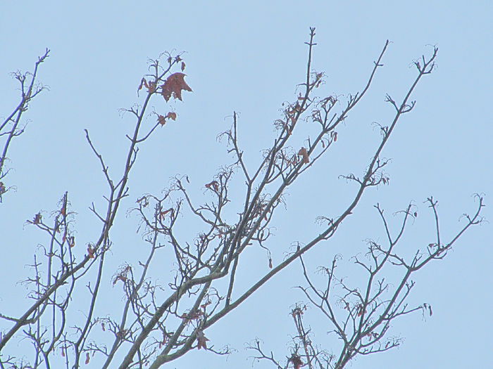 ultimele - Diverse 2 - Gradina cu frunze