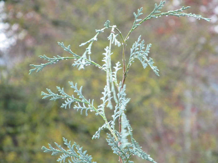  - Diverse 2 - Gradina cu frunze