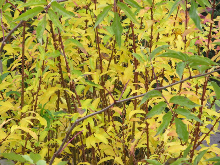  - Diverse 2 - Gradina cu frunze