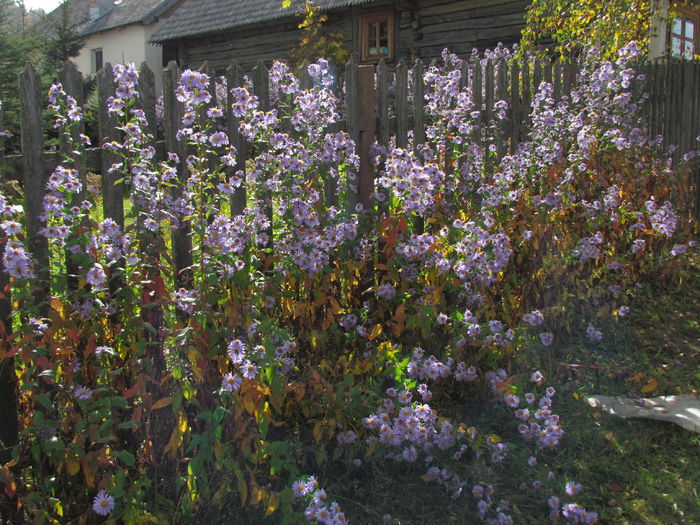 November 2014 622 - Vara - Toamna - Iarna in Transylvania