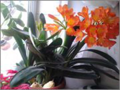 20140215_131540 - clivia miniata