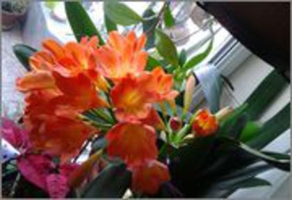 20140213_153514 - clivia miniata