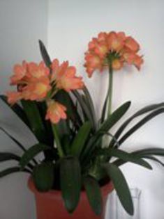 clivia batrana