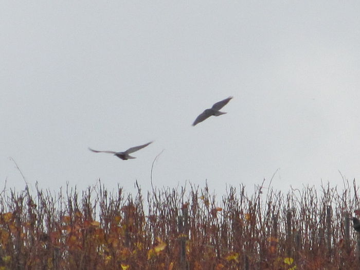  - Diverse 3 - Diverse