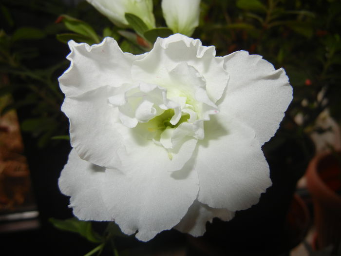 White Azalea (2014, November 14) - Azalea White