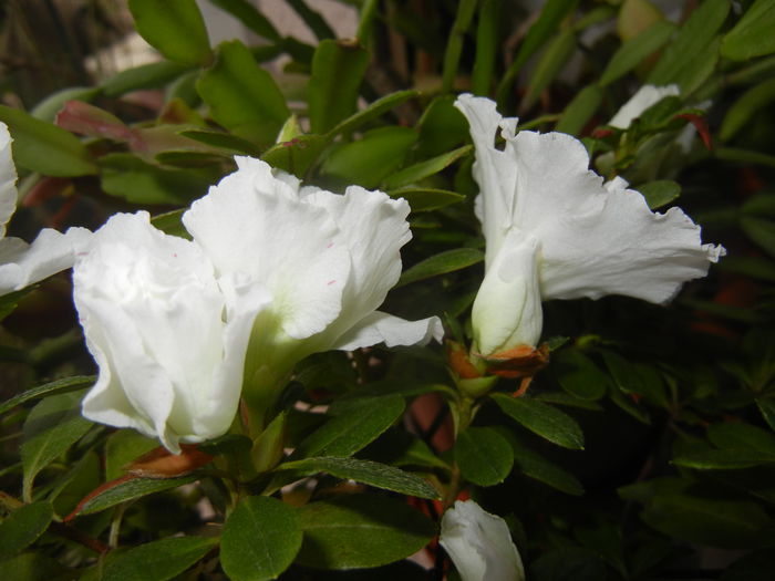 White Azalea (2014, November 15) - Azalea White