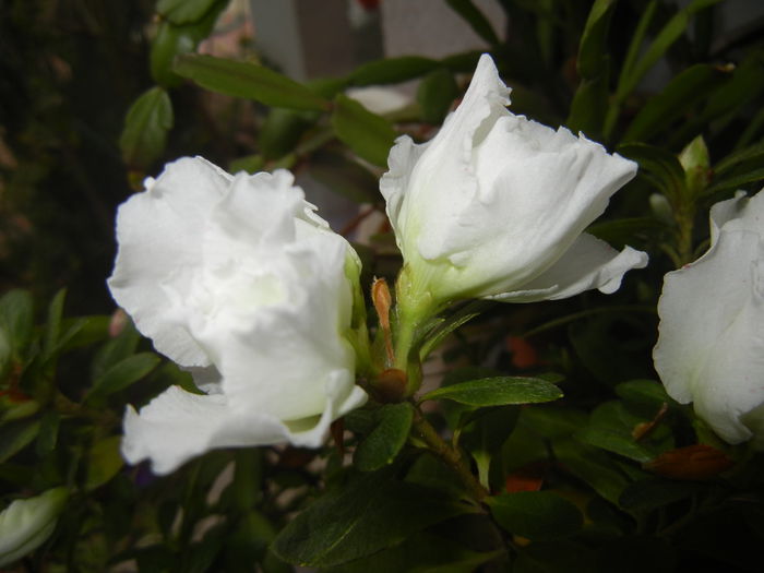 White Azalea (2014, November 15) - Azalea White