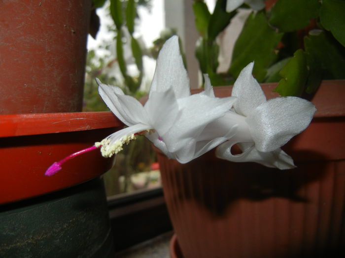 White Schlumbergera (2014, Nov.14)