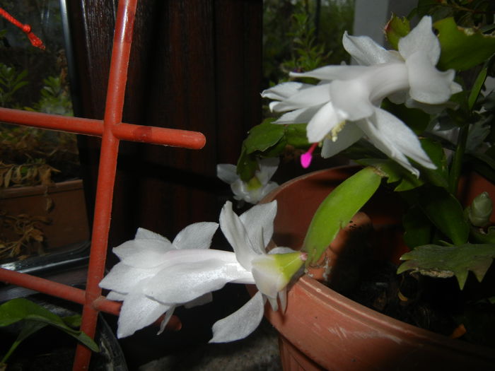 White Schlumbergera (2014, Nov.14)