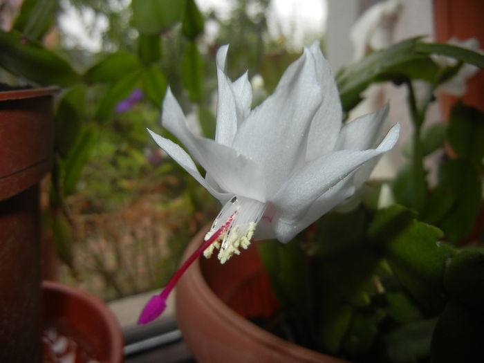 White Schlumbergera (2014, Nov.14)