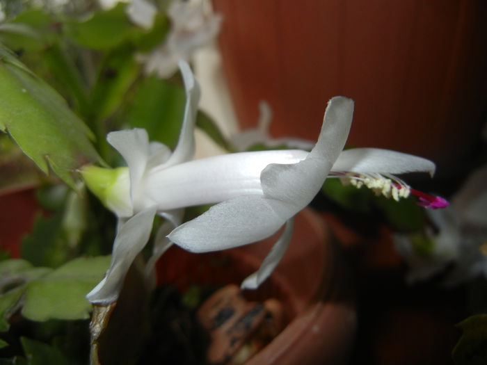 White Schlumbergera (2014, Nov.14)