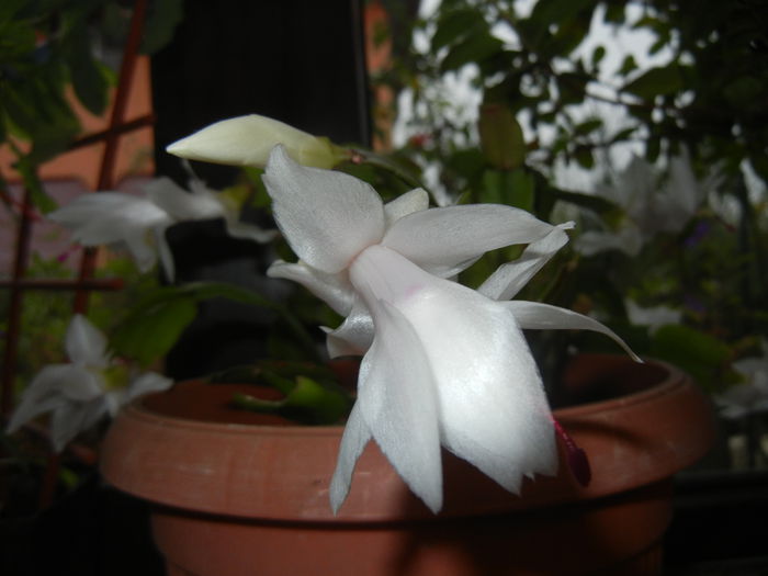 White Schlumbergera (2014, Nov.14)