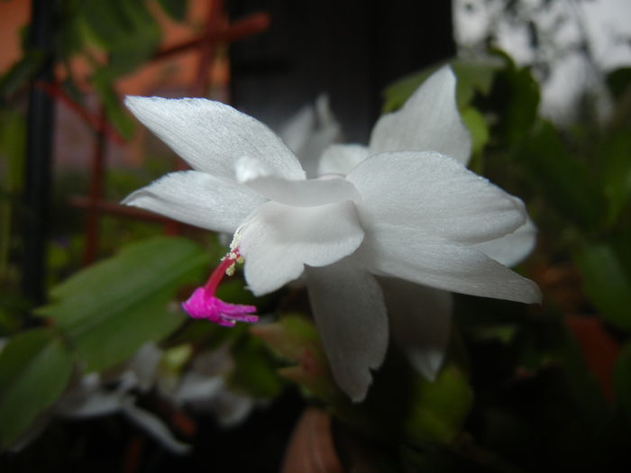 White Schlumbergera (2014, Nov.14)