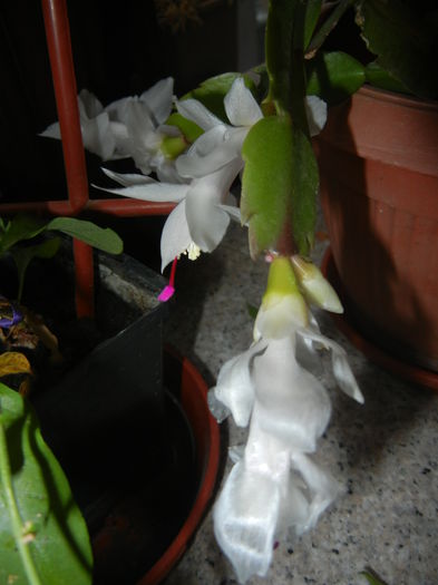 White Schlumbergera (2014, Nov.14) - Schlumbergera White