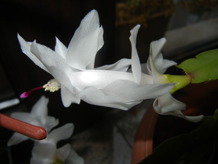 White Schlumbergera (2014, Nov.14)