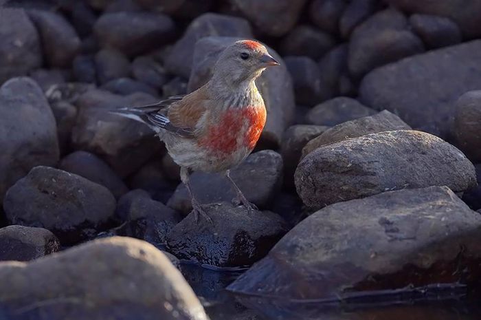 1012074_1006261486066698_2457577260746745771_n