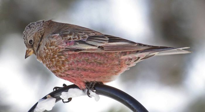 1017043_996091800417000_3700059787777364105_n