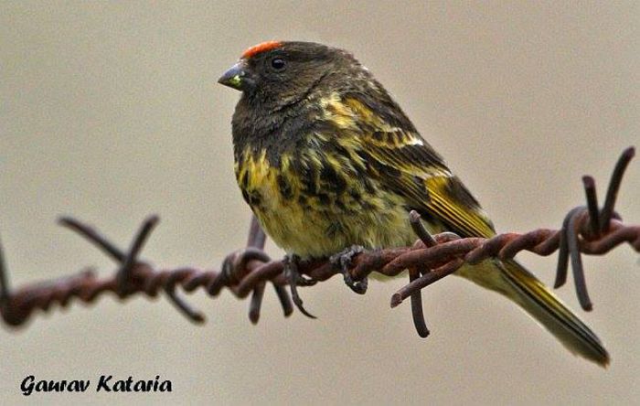 1234695_1003323706360476_5964165481319749876_n