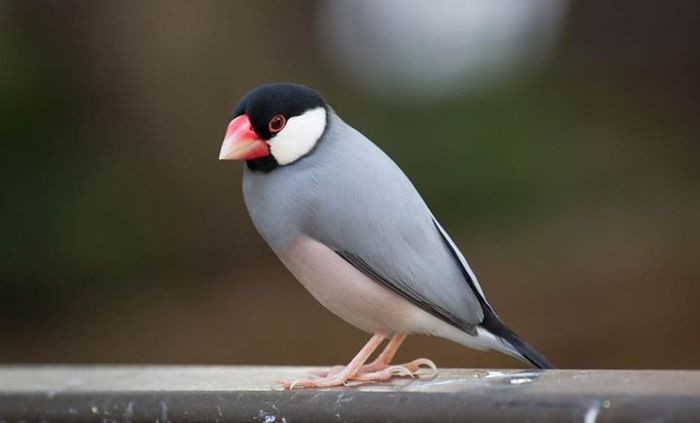 1403473_972357869457060_923137067576115367_o