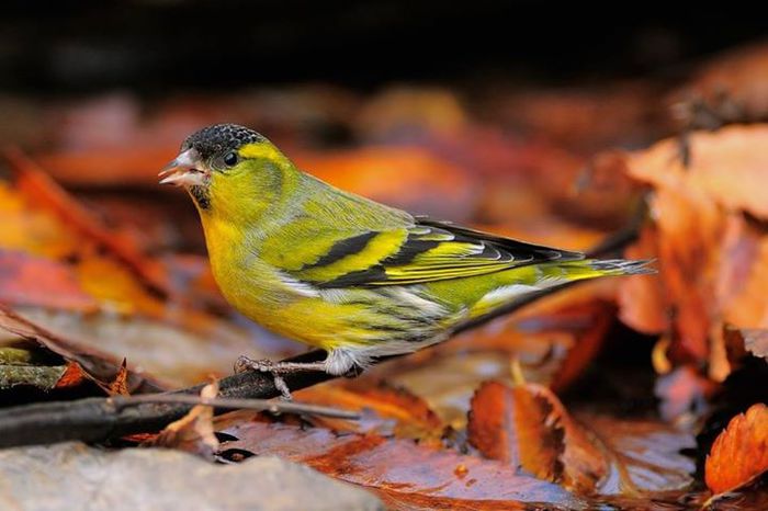 1526878_985891104770403_1939233816526406764_n