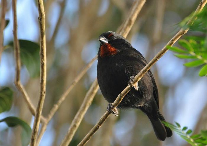 1620510_996463283713185_5329761072117675396_n - pasari alex