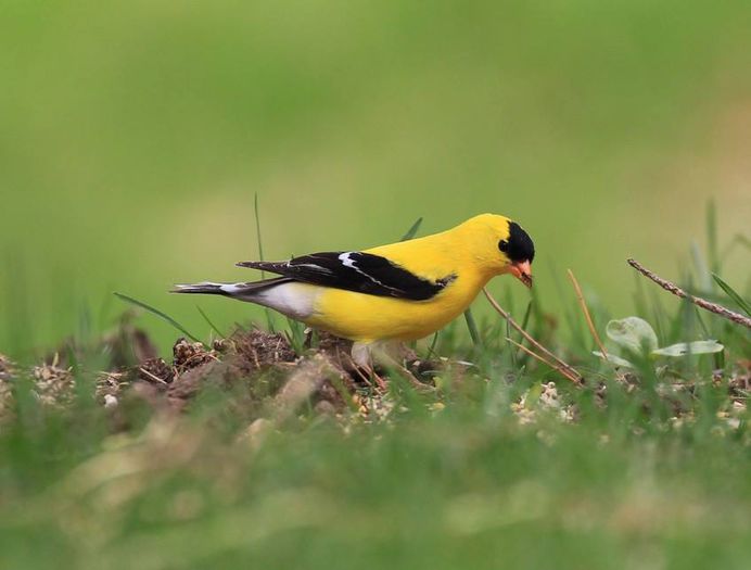 1901733_996081233751390_1438300862496253309_n