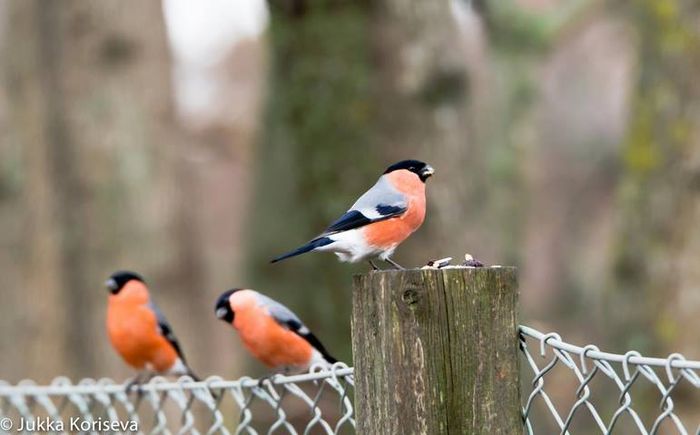 1901824_1004359676256879_3182791081569674228_n