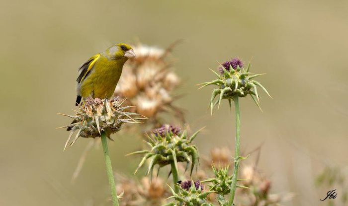 10174962_1013231032036410_7005737255900396699_n