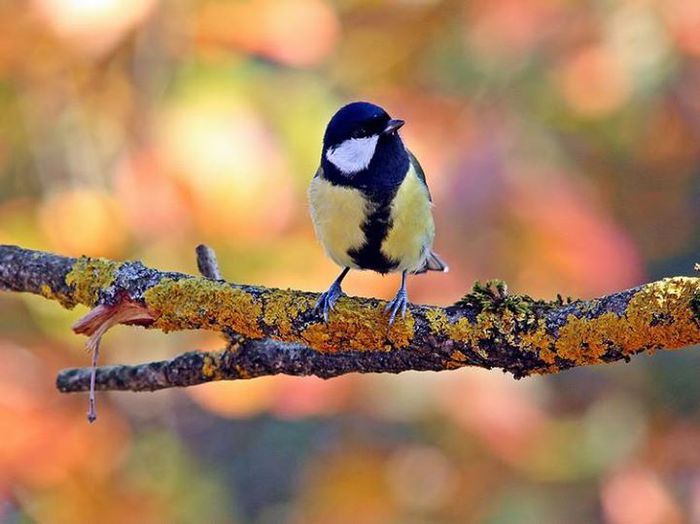 10178005_990995590926621_2754462084770036490_n