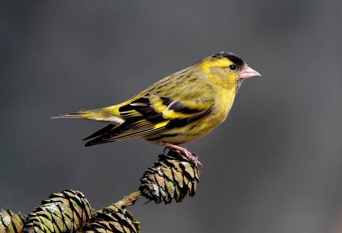 10352939_995394377153409_579604177831161571_n